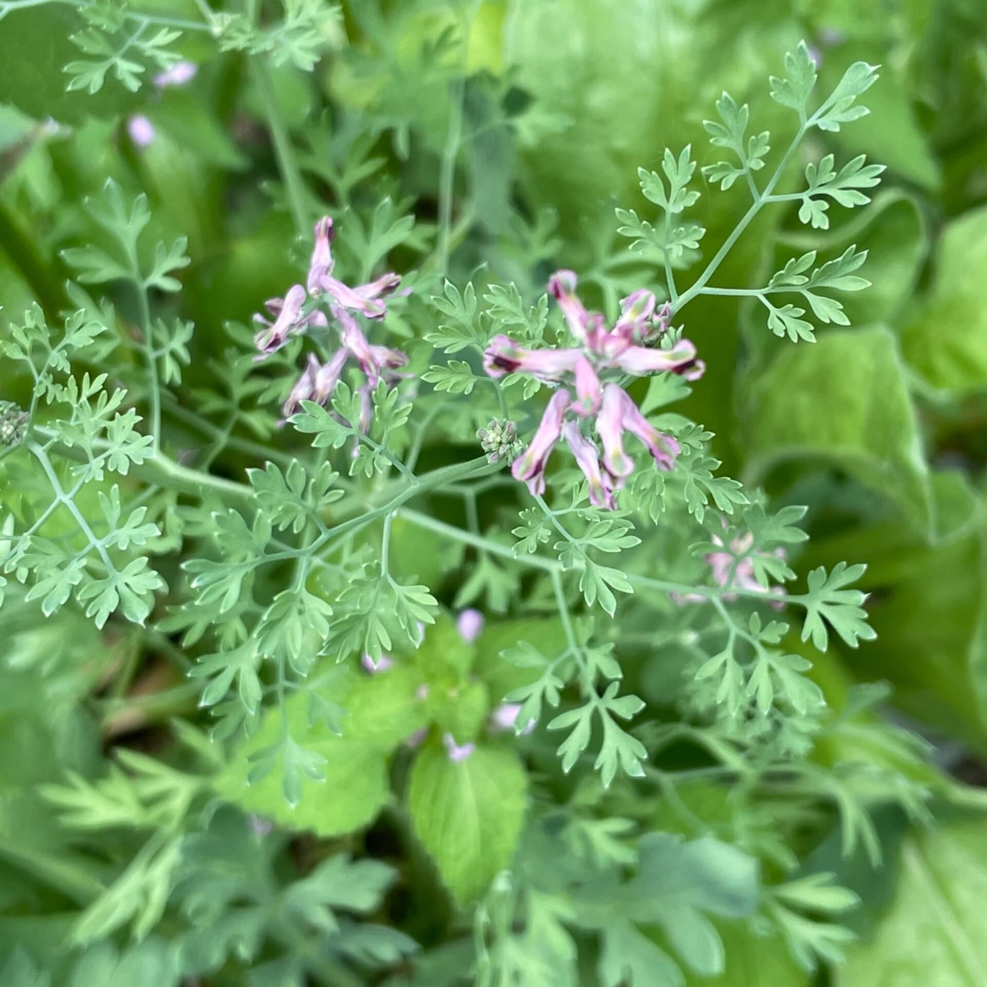 Gewöhnlicher Erdrauch (Fumaria officinalis)