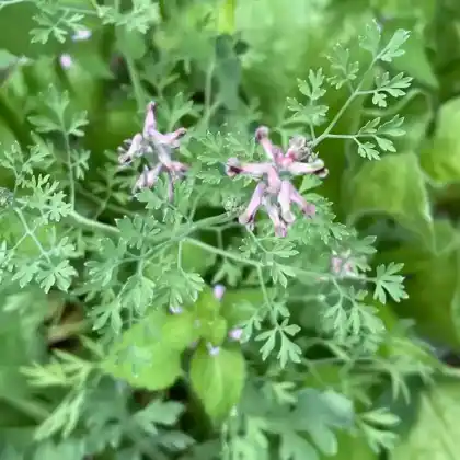 Foto von Gewöhnlicher Erdrauch (Fumaria officinalis)