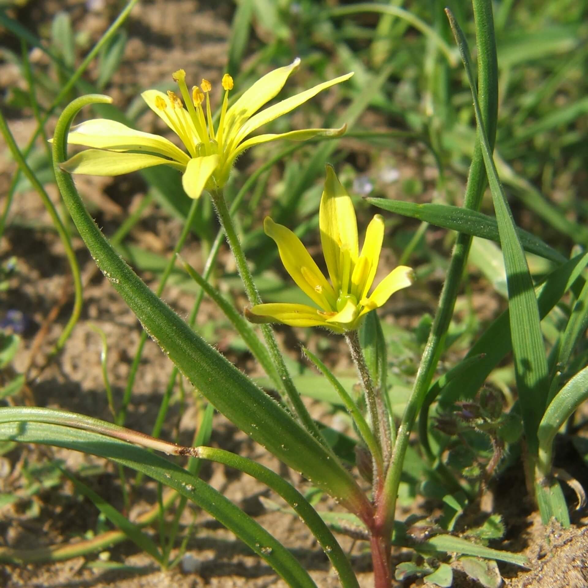 Acker-Gelbstern (Gagea villosa)