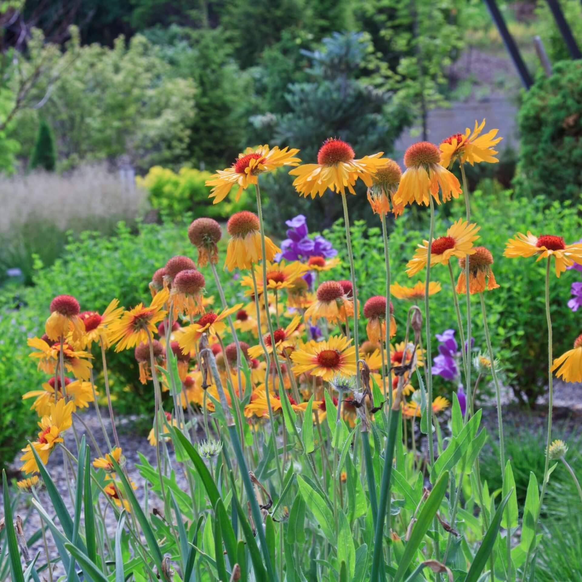 Kokardenblume 'Amber Wheels' (Gaillardia aristata 'Amber Wheels')