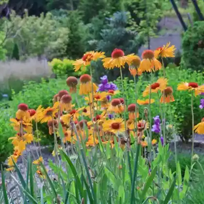 Foto von Kokardenblume 'Amber Wheels' (Gaillardia aristata 'Amber Wheels')