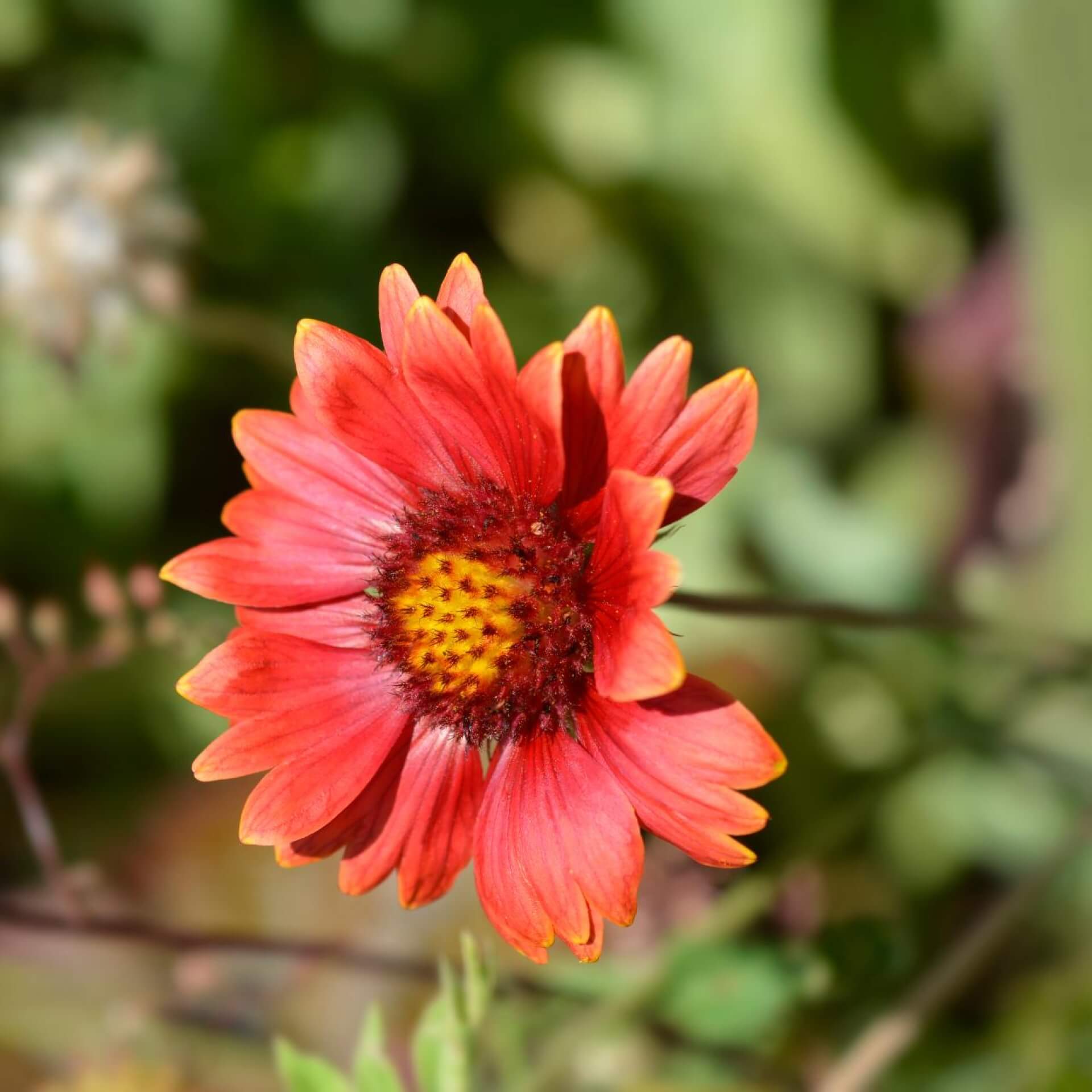  Großblumige Kokardenblume 'Burgunder' (Gaillardia x grandiflora 'Burgunder')