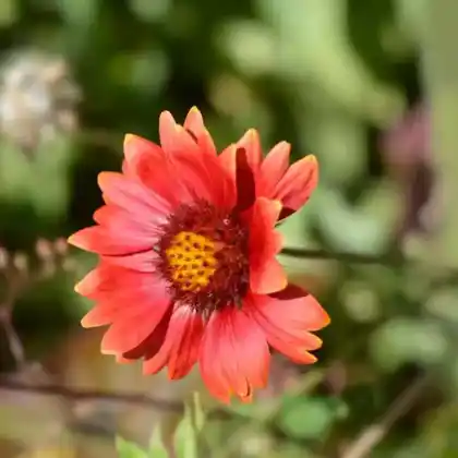 Foto von Großblumige Kokardenblume 'Burgunder' (Gaillardia x grandiflora 'Burgunder')