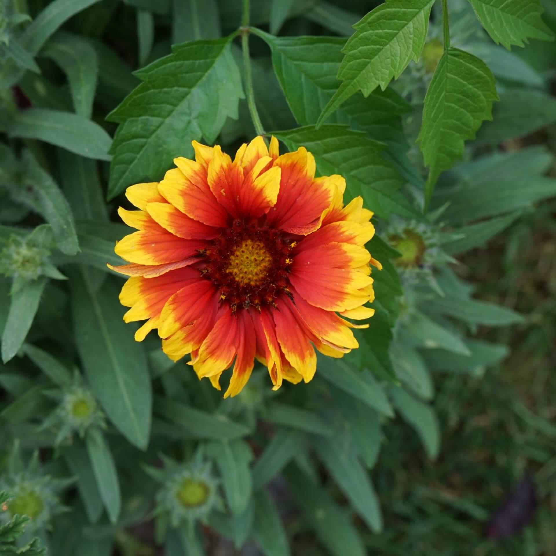 Großblumige Kokardenblume 'Kobold' (Gaillardia x grandiflora 'Kobold')