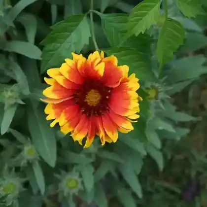 Foto von Großblumige Kokardenblume 'Kobold' (Gaillardia x grandiflora 'Kobold')