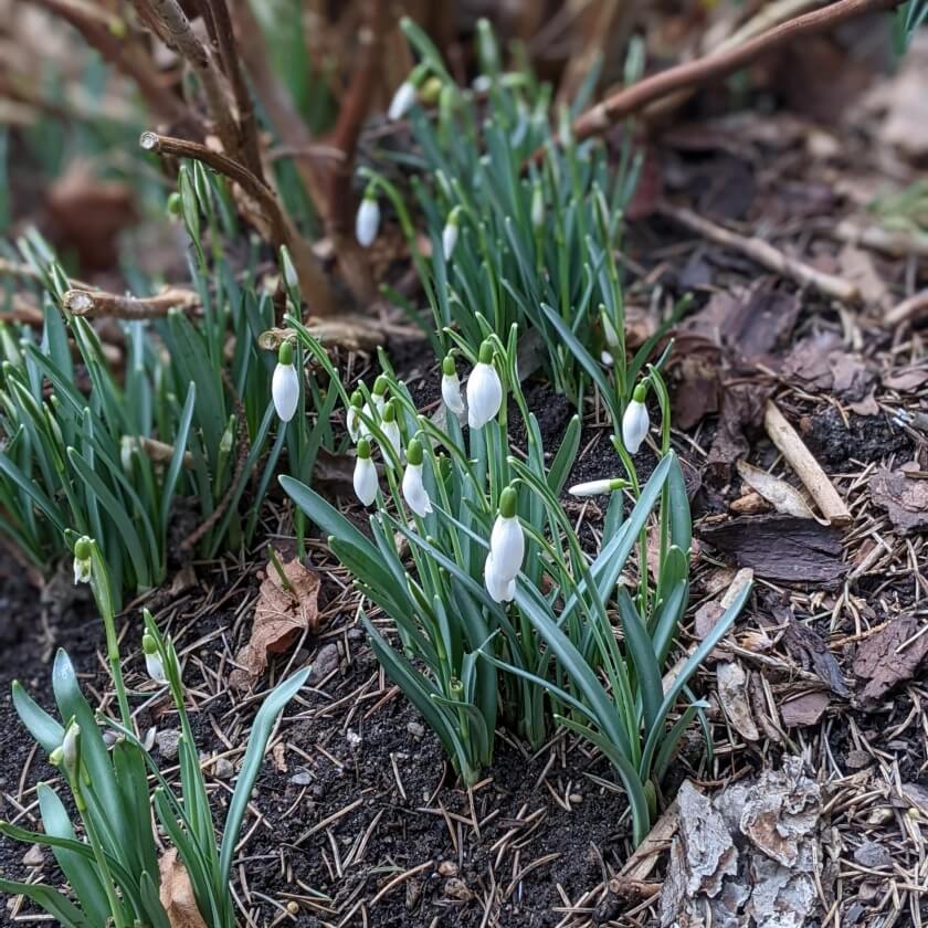 Schneeglöckchen / Galanthus nivalis