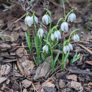 Galanthus nivalis