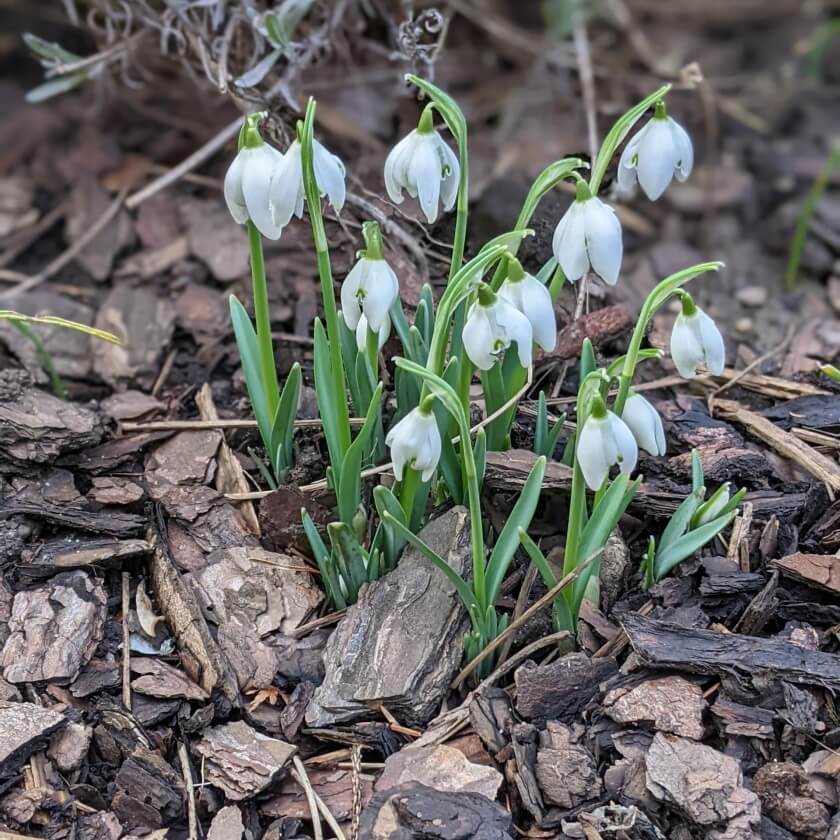 Schneeglöckchen / Galanthus nivalis