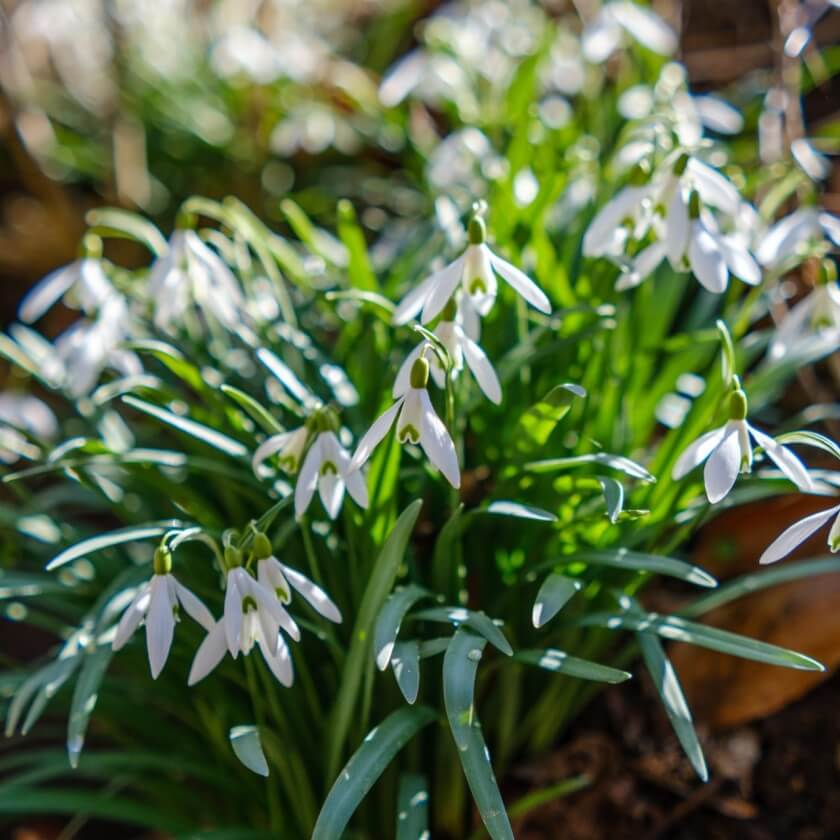 Schneeglöckchen / Galanthus nivalis