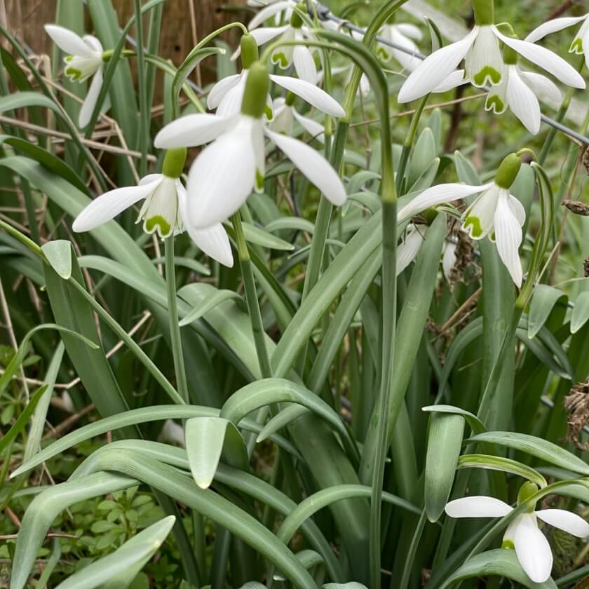 Schneeglöckchen / Galanthus nivalis