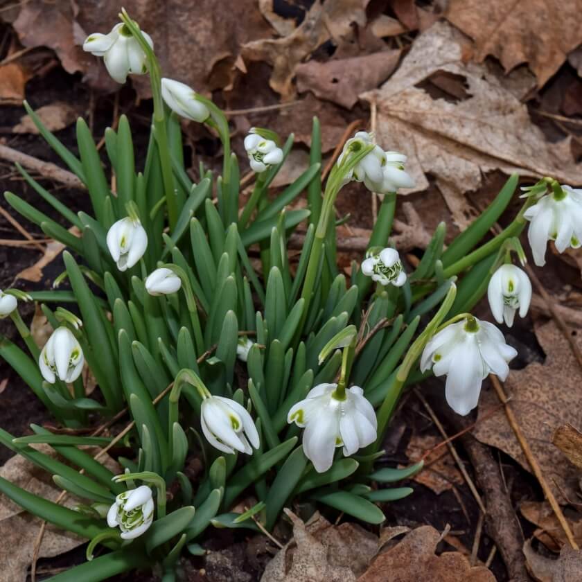 Schneeglöckchen / Galanthus nivalis