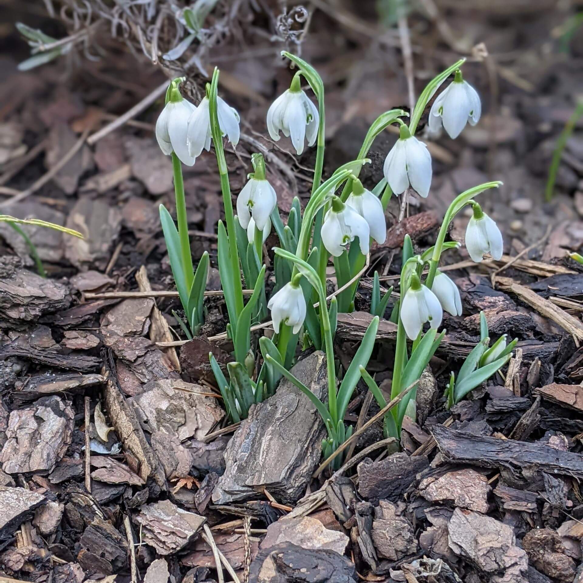 Schneeglöckchen (Galanthus nivalis)