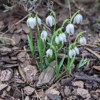 Foto von Schneeglöckchen (Galanthus nivalis)