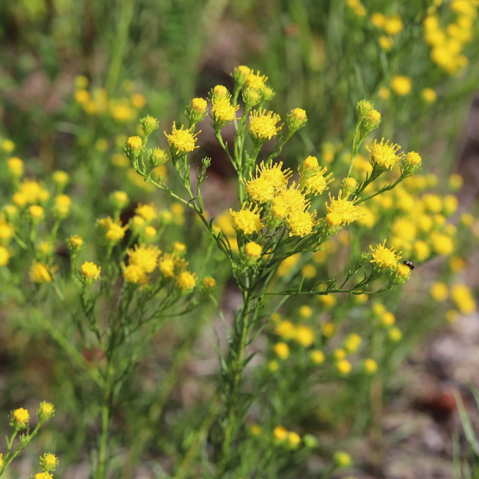 Gold-Aster (Galatella linosyris)