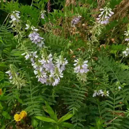 Foto von Geißraute (Galega officinalis)