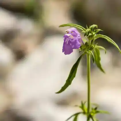 Foto von Schmalblättriger Hohlzahn (Galeopsis angustifolia)