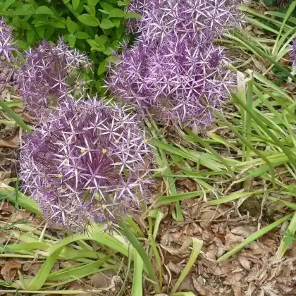 Foto von Sternkugel Lauch (Allium christophii)
