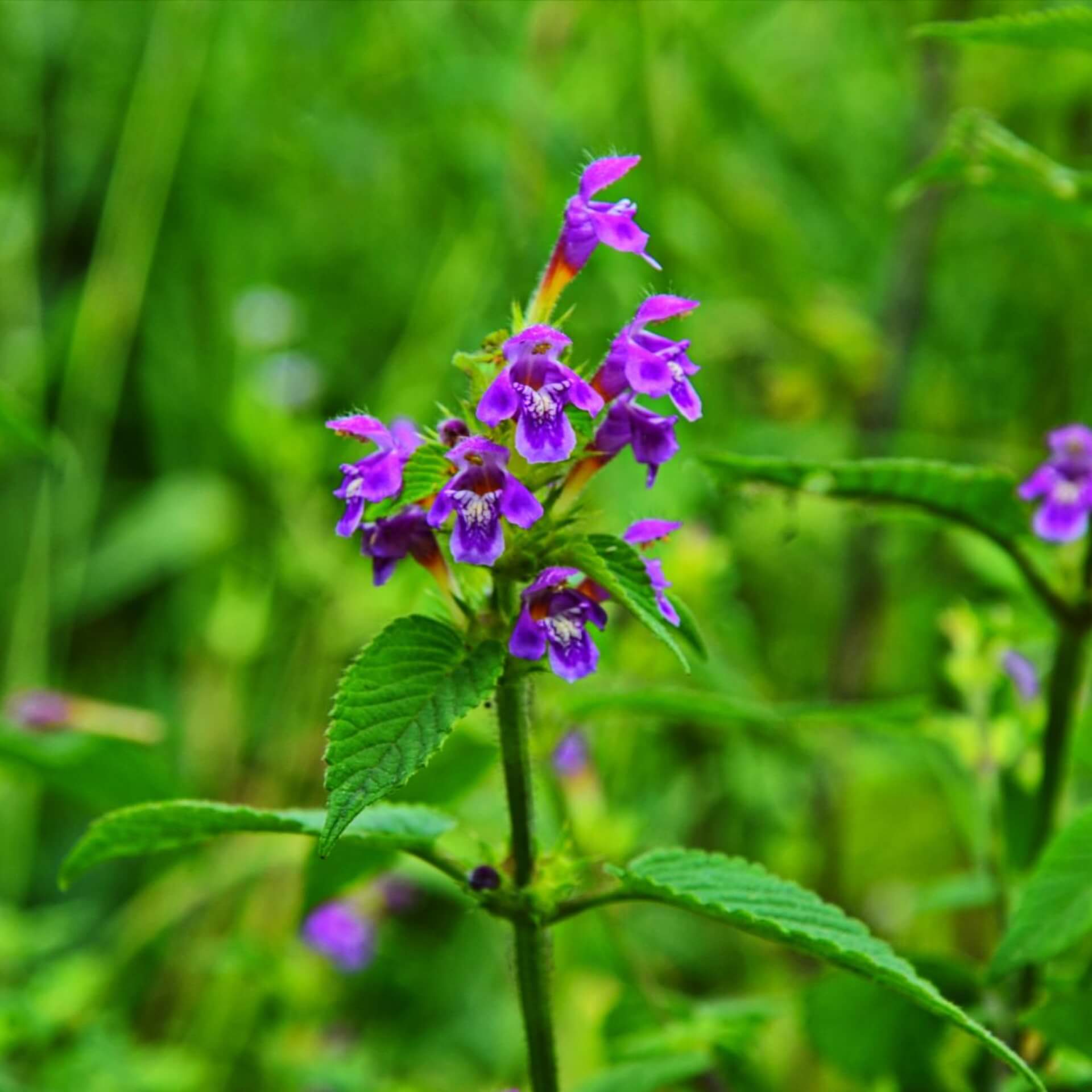 Breitblättriger Hohlzahn (Galeopsis ladanum)