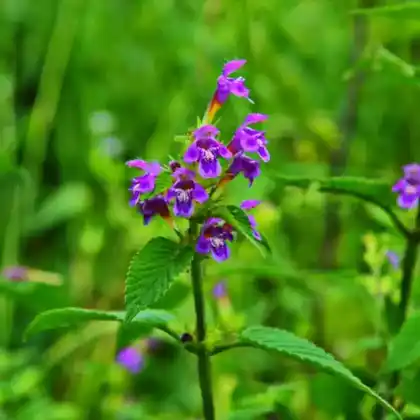 Foto von Breitblättriger Hohlzahn (Galeopsis ladanum)