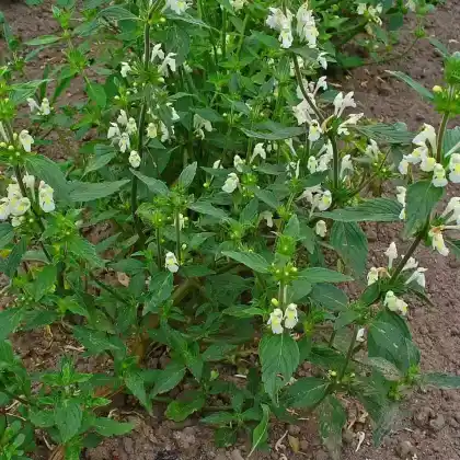 Foto von Saat-Hohlzahn (Galeopsis segetum)