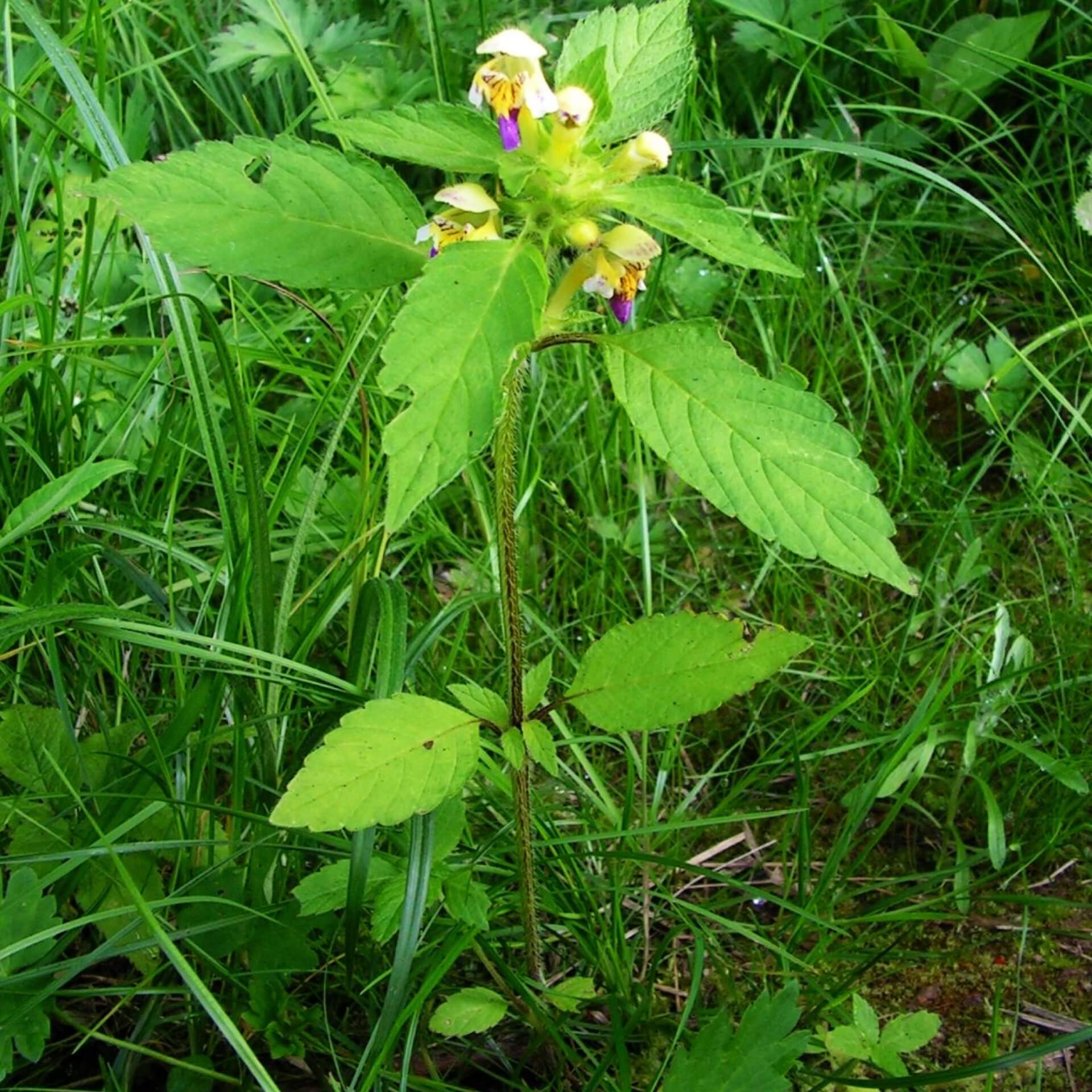 Bunter Hohlzahn (Galeopsis speciosa)