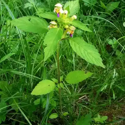 Foto von Bunter Hohlzahn (Galeopsis speciosa)