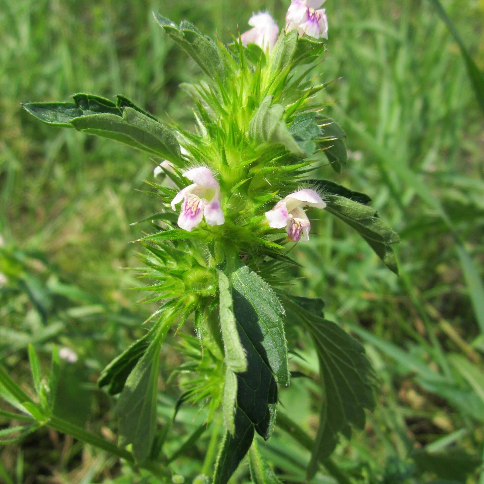 Stechender Hohlzahn (Galeopsis tetrahit)