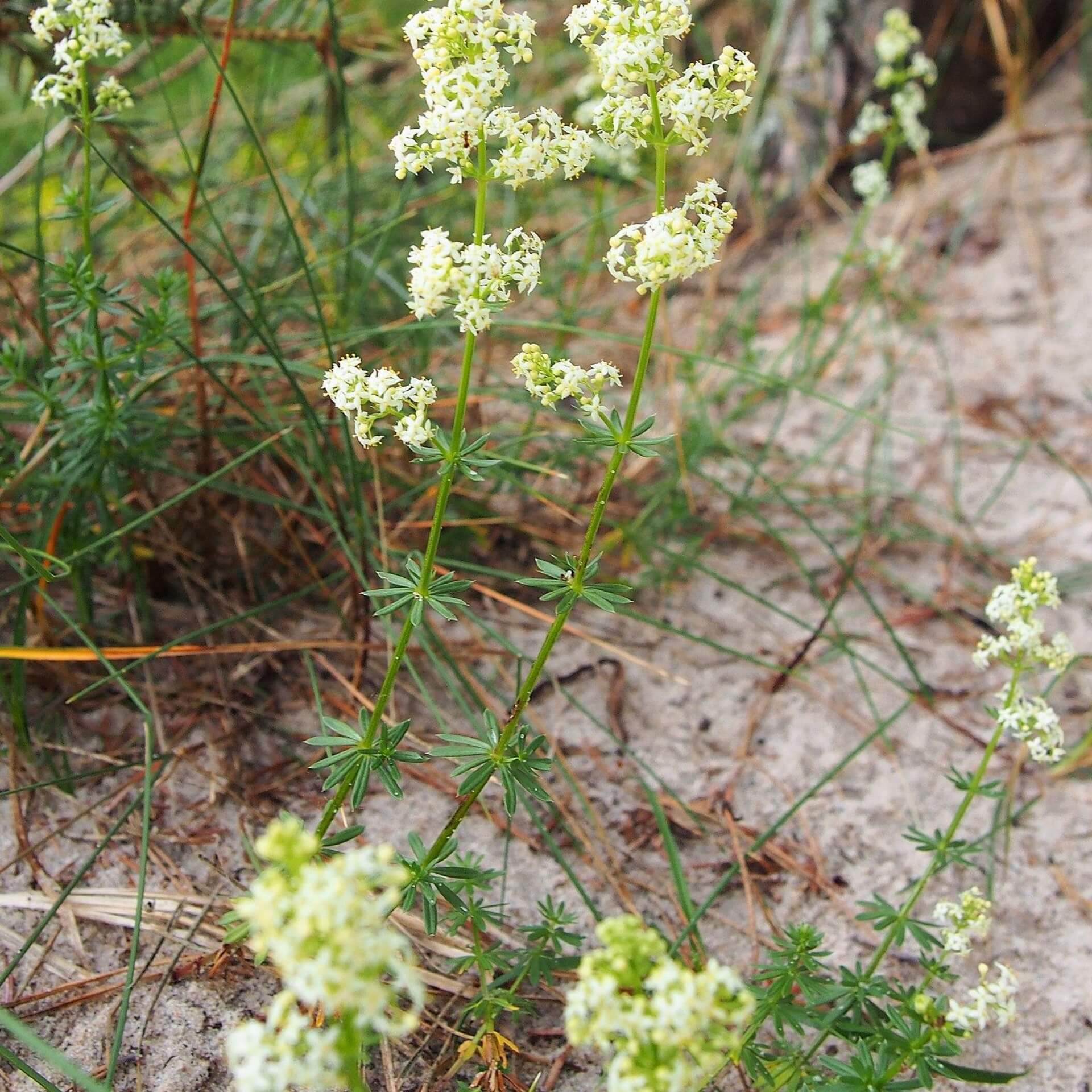 Weißes Labkraut (Galium album)