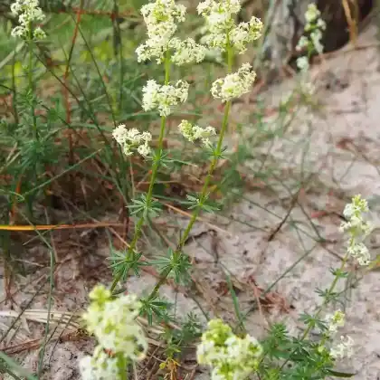 Foto von Weißes Labkraut (Galium album)