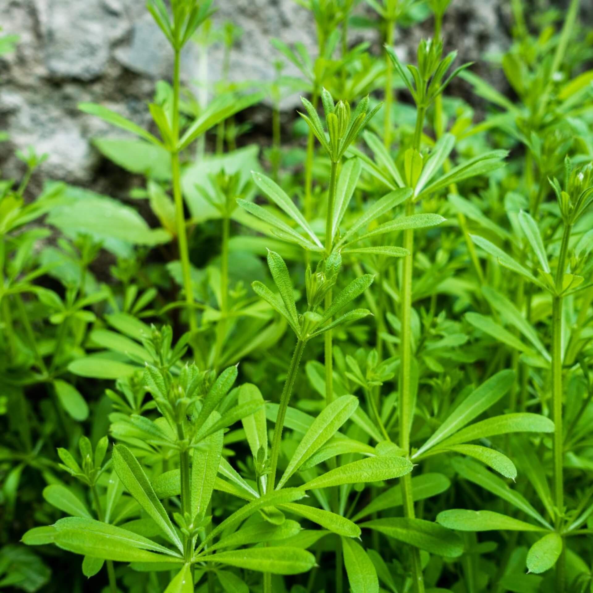 Kletten-Labkraut (Galium aparine)