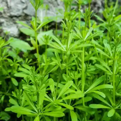 Foto von Kletten-Labkraut (Galium aparine)