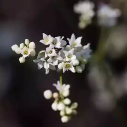 Foto von Blaugrünes Labkraut (Galium glaucum)