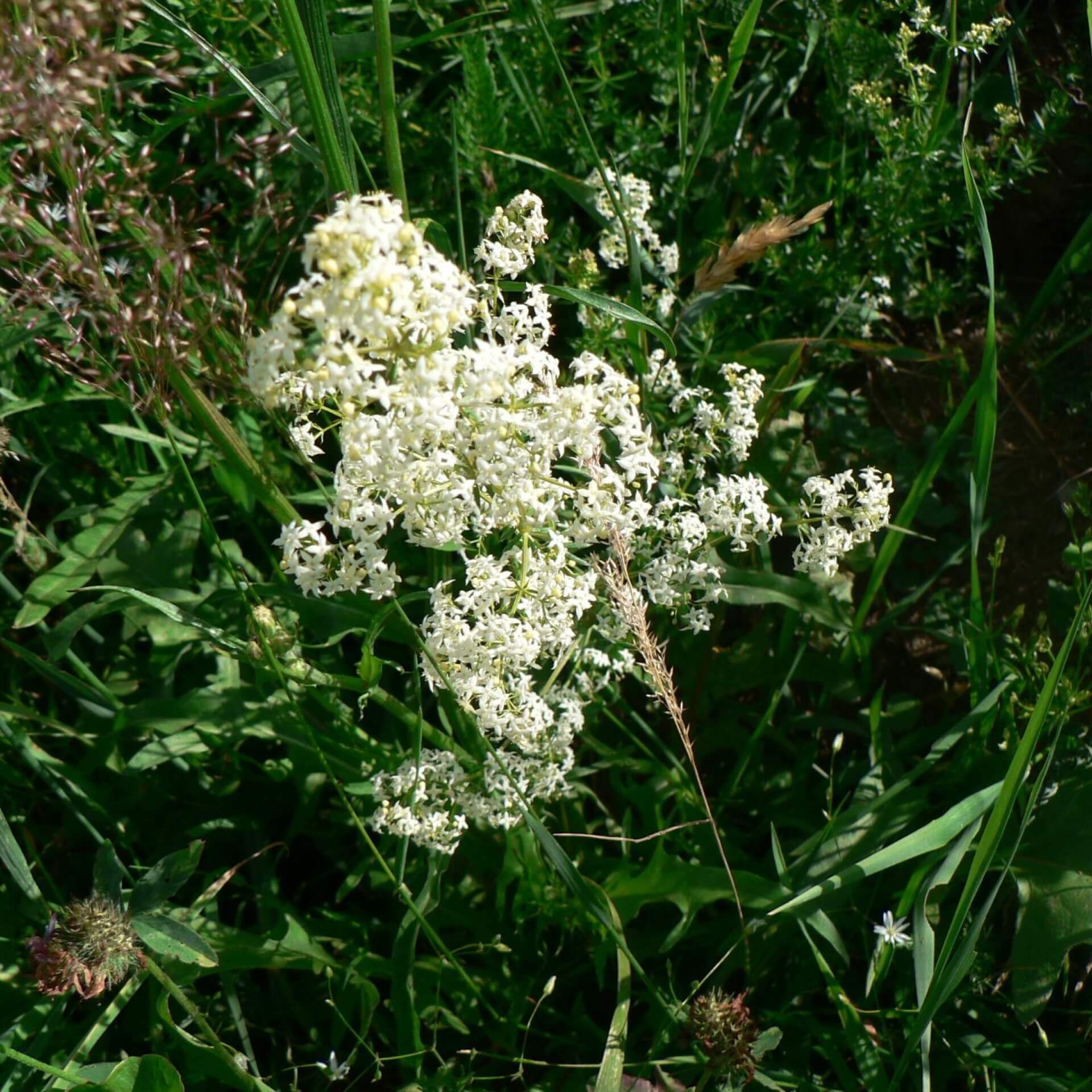 Wiesen-Labkraut (Galium mollugo)