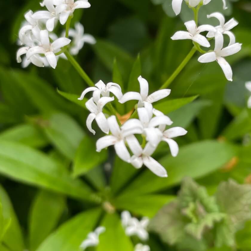 Waldmeister / Galium odoratum