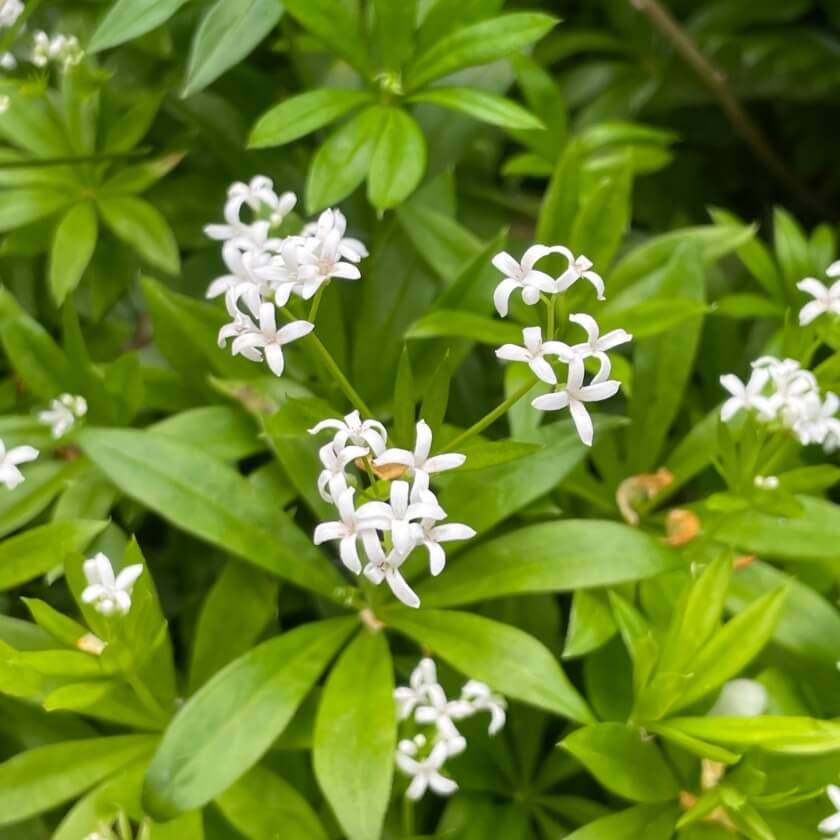 Waldmeister / Galium odoratum