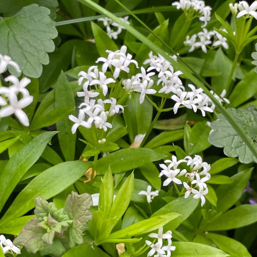 Waldmeister / Galium odoratum
