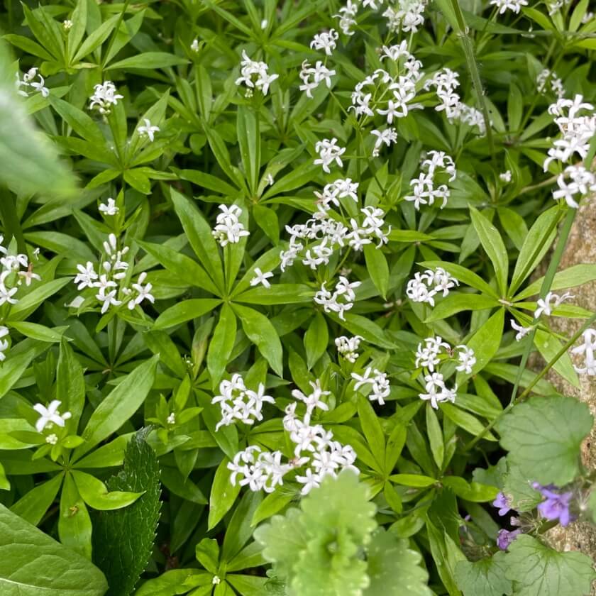 Waldmeister / Galium odoratum
