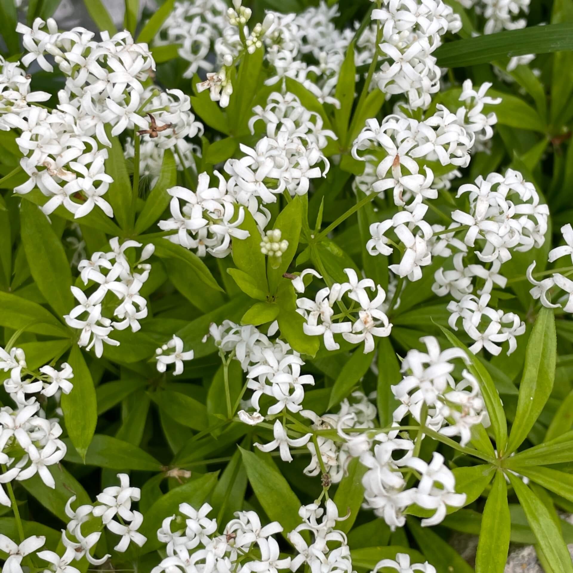 Waldmeister (Galium odoratum)