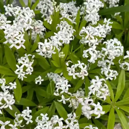 Foto von Waldmeister (Galium odoratum)