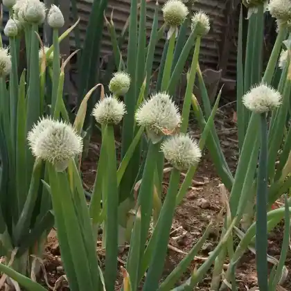 Foto von Winterheckenzwiebel (Allium fistulosum)