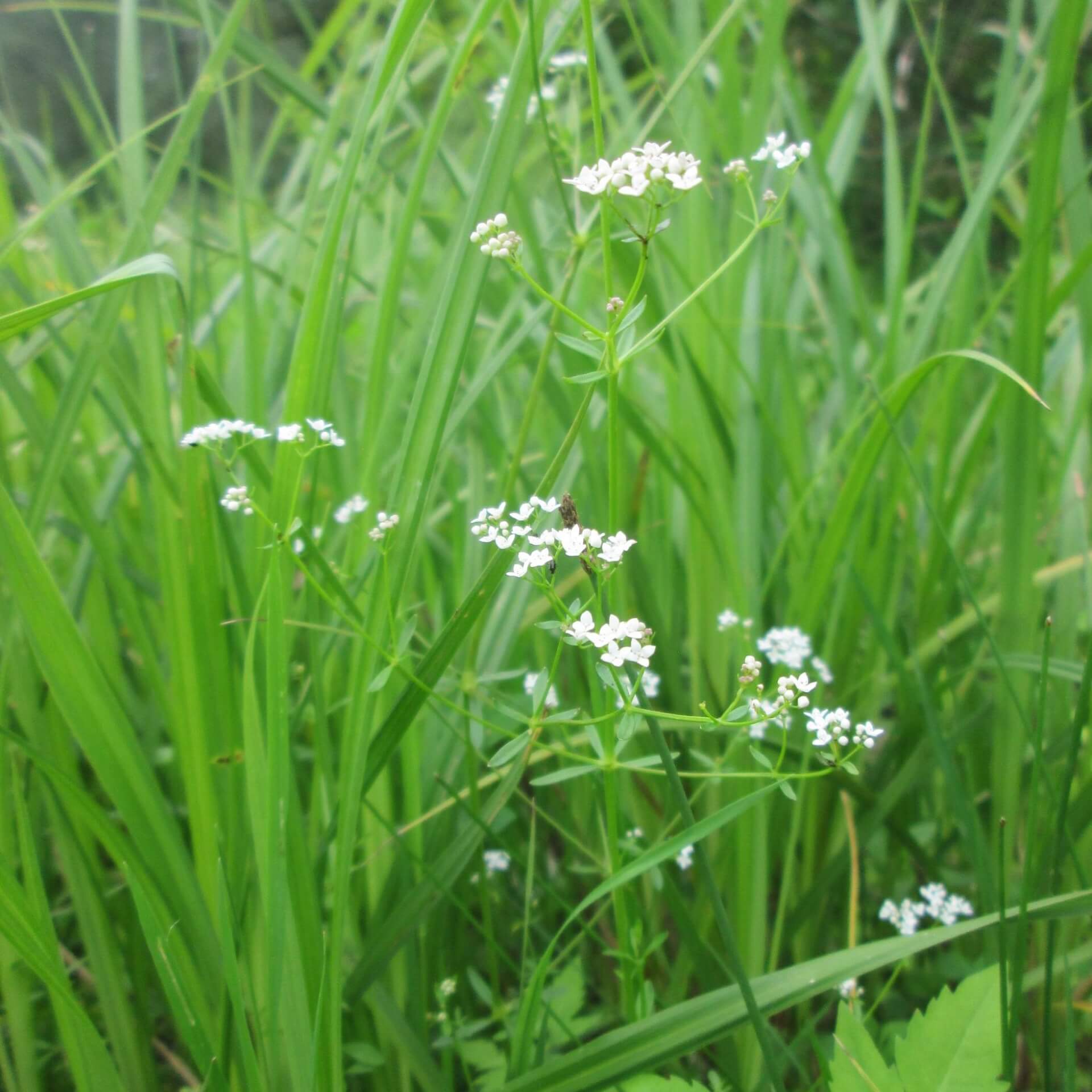 Sumpf-Labkraut (Galium palustre)