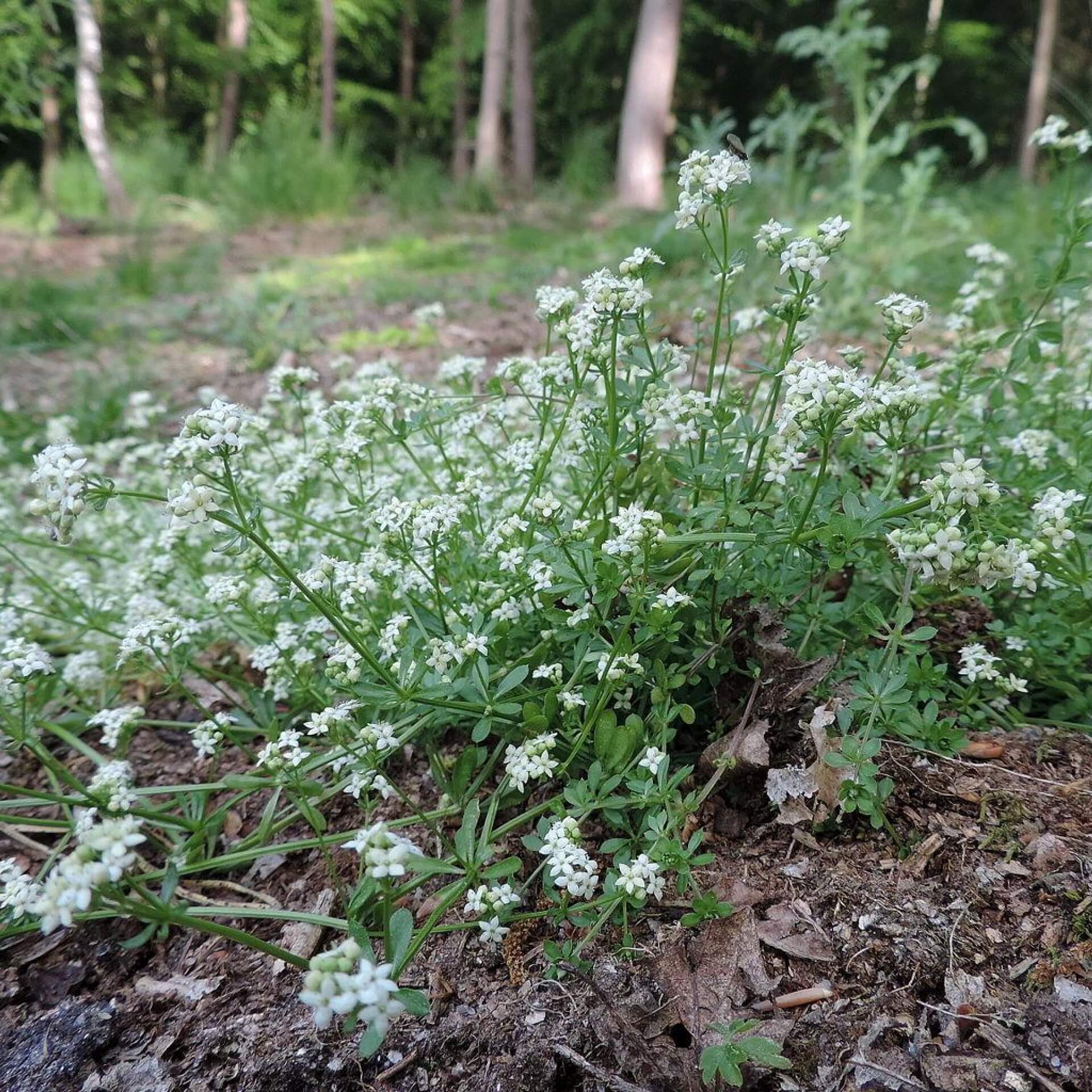 Harzer Labkraut (Galium saxatile)