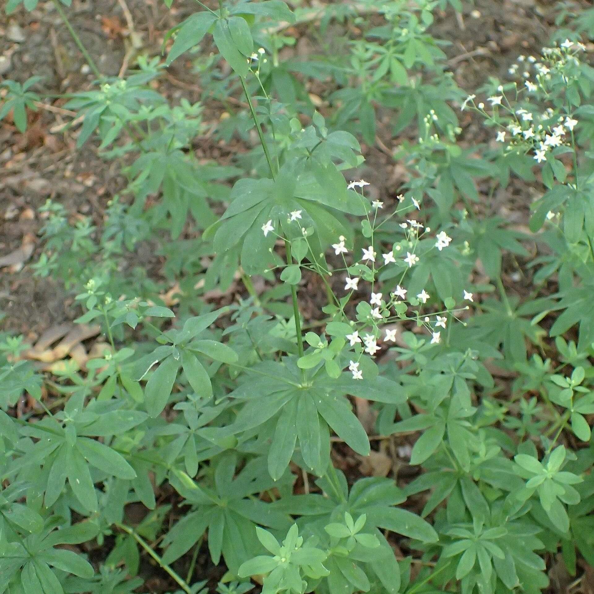 Wald-Labkraut (Galium sylvaticum)