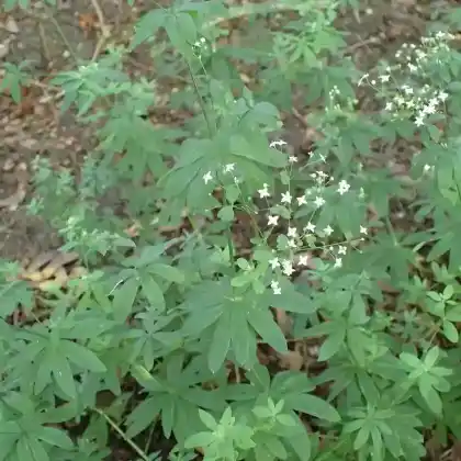 Foto von Wald-Labkraut (Galium sylvaticum)