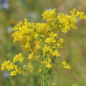 Galium verum