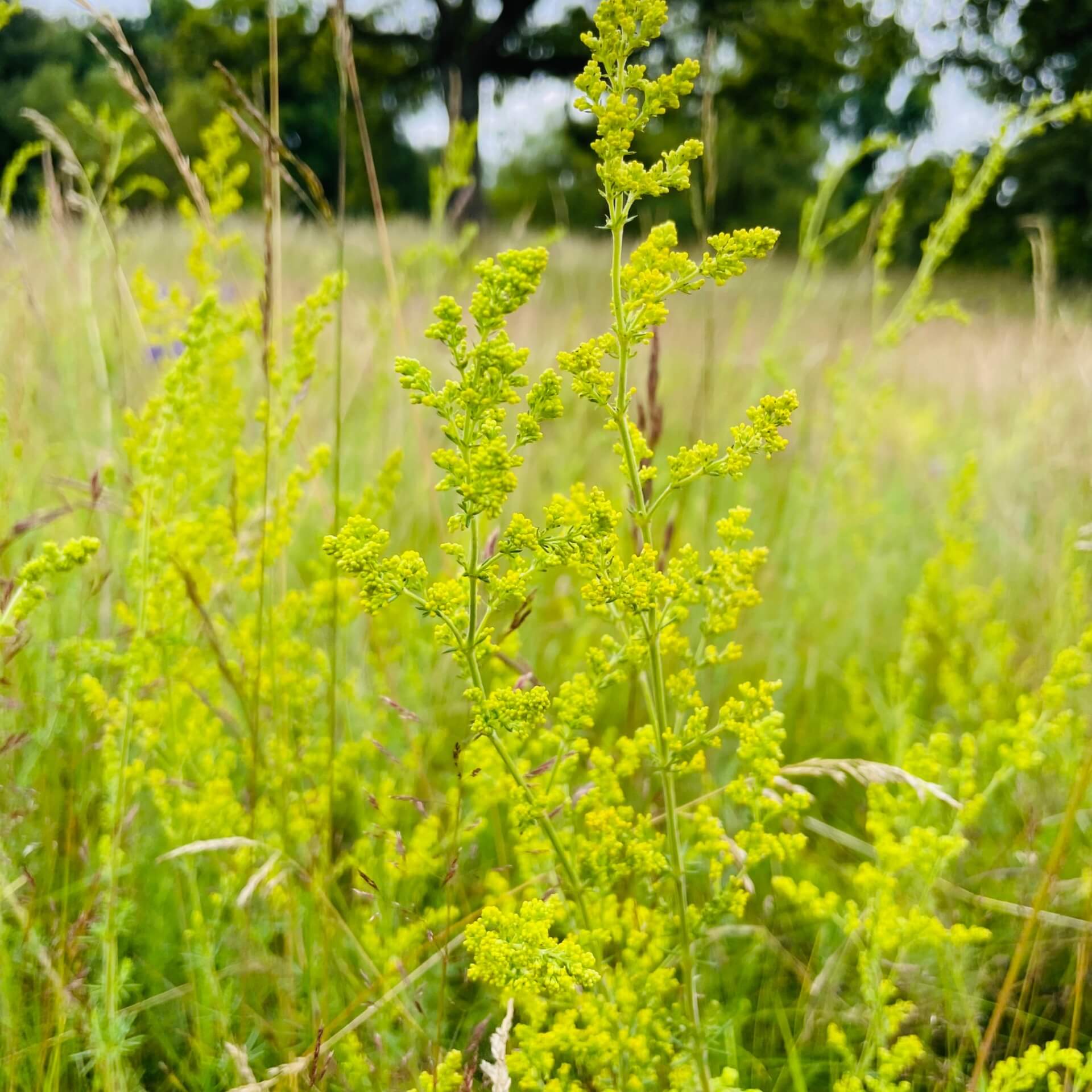 Echtes Labkraut (Galium verum)
