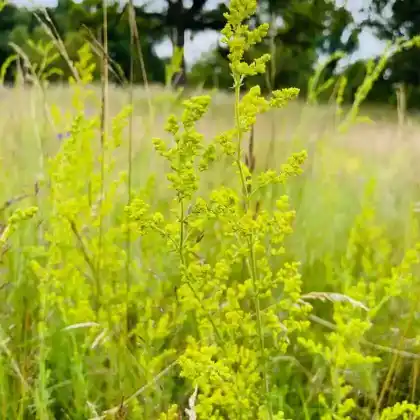 Foto von Echtes Labkraut (Galium verum)