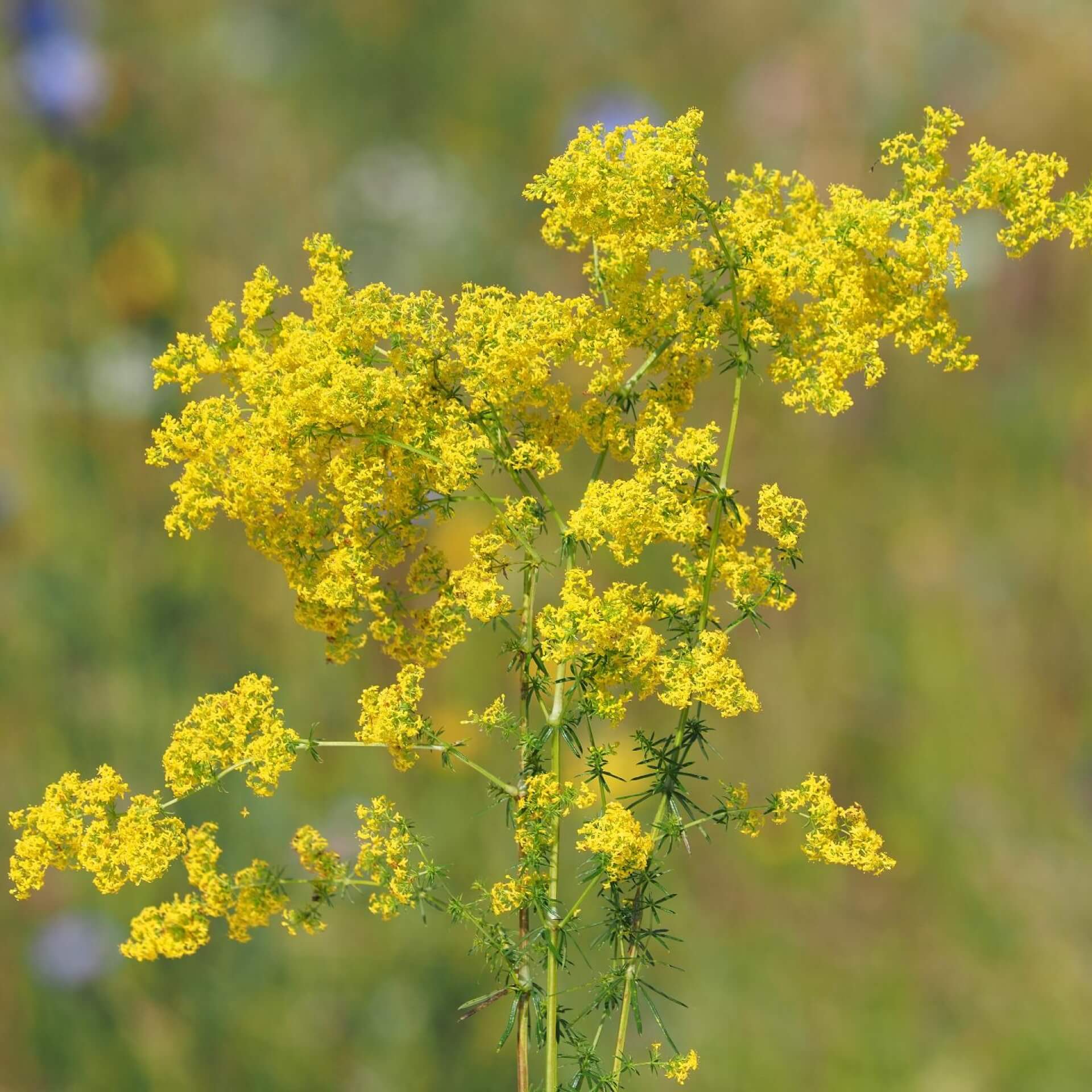 Echtes Labkraut (Galium verum)