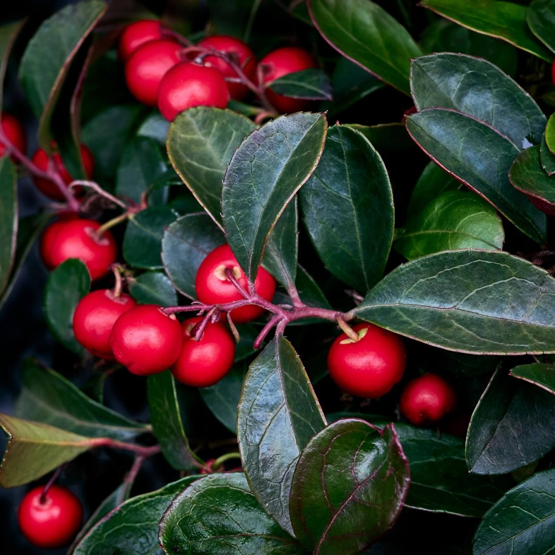 Niedere Scheinbeere (Gaultheria procumbens)