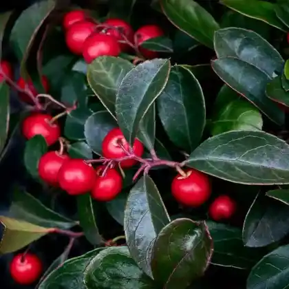 Foto von Niedere Scheinbeere (Gaultheria procumbens)